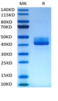 Recombinant human BAFFR protein, C-hFc (HEK293)