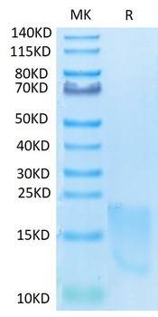 Recombinant Cyn. monkey BAFFR protein, C-His (HEK293)