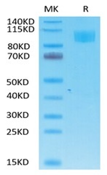 Recombinant Cyn. monkey ACE2 protein, C-His-Avi (HEK293)