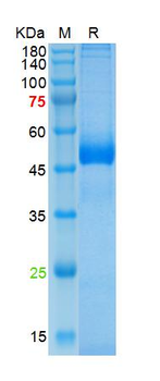 Recombinant human Azurocidin, His (HEK293)