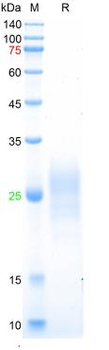 Recombinant mouse Thy-1 protein, His