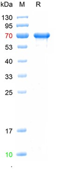 Recombinant human C-jun protein, His & MBP Tag