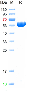 Recombinant human FASN protein