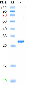 Recombinant human Galectin-3 protein, His