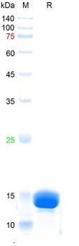Recombinant human FABP3 protein, His