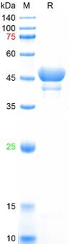 Recombinant human NSE protein, C-His