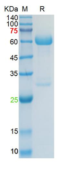 Recombinant human CD31 protein, C-His