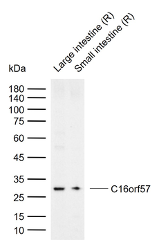 C16orf57 Rabbit Polyclonal Antibody