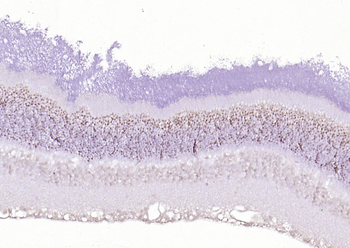 RNF165 Rabbit Polyclonal Antibody
