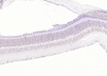 RNF165 Rabbit Polyclonal Antibody