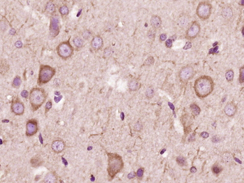 14-3-3 beta Rabbit Polyclonal Antibody