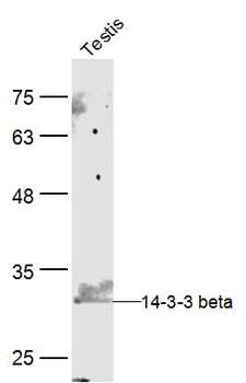 14-3-3 beta Rabbit Polyclonal Antibody