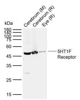 5HT1F Receptor Rabbit Polyclonal Antibody