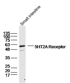 5HT2A Receptor Rabbit Polyclonal Antibody