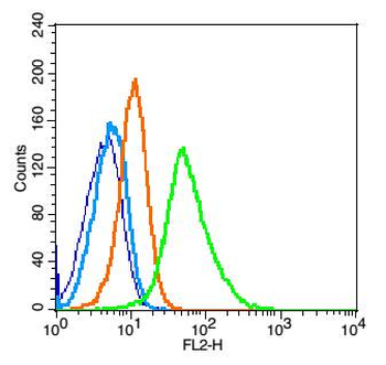AAMP Rabbit Polyclonal Antibody