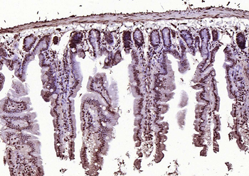 AMIGO2 Rabbit Polyclonal Antibody