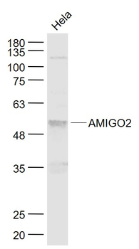 AMIGO2 Rabbit Polyclonal Antibody