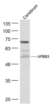 APBB3 Rabbit Polyclonal Antibody