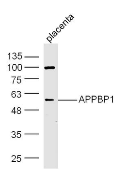 APPBP1 Rabbit Polyclonal Antibody