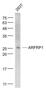 ARFRP1 Rabbit Polyclonal Antibody