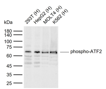 Phospho-ATF2 (Ser480) Rabbit Polyclonal Antibody