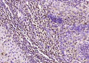 BAF53A Rabbit Polyclonal Antibody