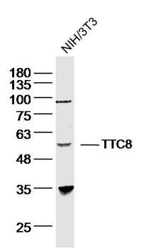 TTC8 Rabbit Polyclonal Antibody