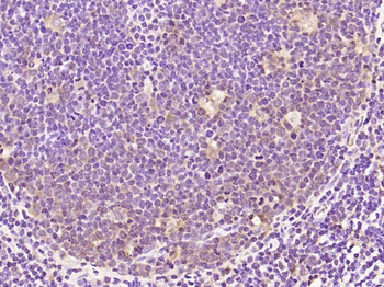 Phospho-Bcl2 (Ser87) Rabbit Polyclonal Antibody