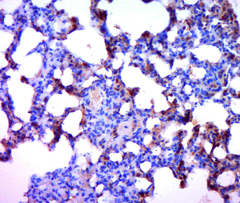 Phospho-Bcl2 (Ser87) Rabbit Polyclonal Antibody