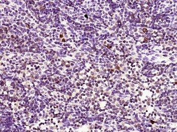 Phospho-Bcl2 (Ser87) Rabbit Polyclonal Antibody
