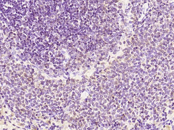 Phospho-Bcl2 (Ser87) Rabbit Polyclonal Antibody