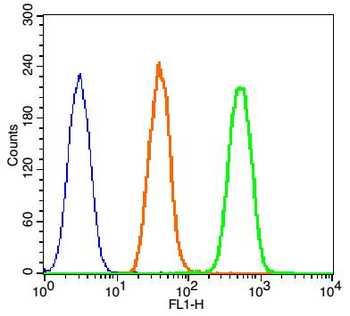 Phospho-beta Catenin (Thr41) Rabbit Polyclonal Antibody
