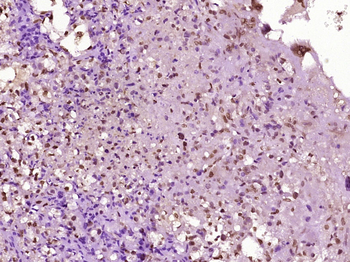 BRMS1 Rabbit Polyclonal Antibody