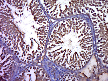 C1orf129 Rabbit Polyclonal Antibody