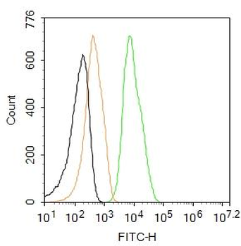 FAK Rabbit Polyclonal Antibody (FITC)