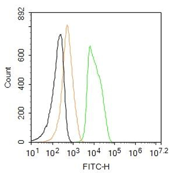 FAK Rabbit Polyclonal Antibody (FITC)
