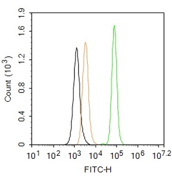 FAK Rabbit Polyclonal Antibody (FITC)