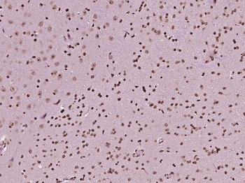C1orf53 Rabbit Polyclonal Antibody