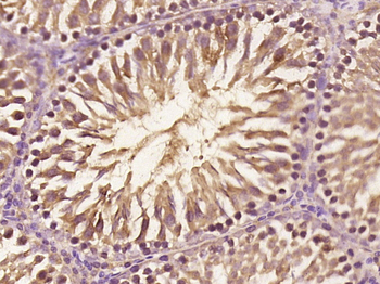 C20orf134 Rabbit Polyclonal Antibody