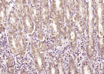 C20orf27 Rabbit Polyclonal Antibody