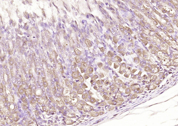 C20orf27 Rabbit Polyclonal Antibody
