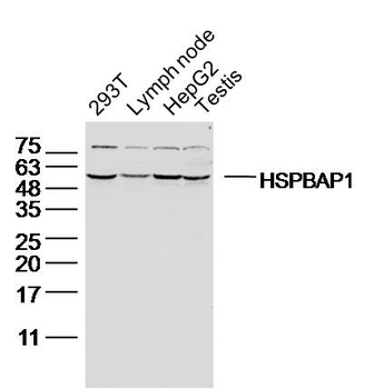 HSPBAP1 Rabbit Polyclonal Antibody