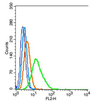 C21orf33 Rabbit Polyclonal Antibody