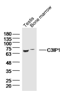 C3IP1 Rabbit Polyclonal Antibody