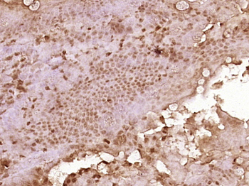 C3orf32 Rabbit Polyclonal Antibody