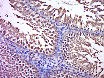 C3orf32 Rabbit Polyclonal Antibody