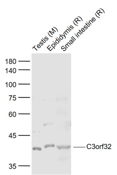 C3orf32 Rabbit Polyclonal Antibody