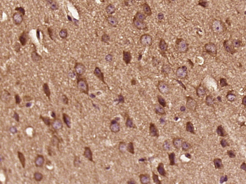 C3Orf34 Rabbit Polyclonal Antibody