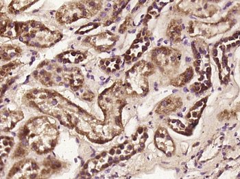 C3orf55 Rabbit Polyclonal Antibody