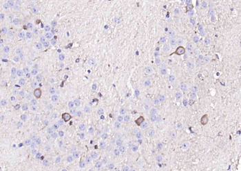 C3orf58 Rabbit Polyclonal Antibody